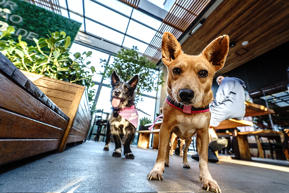 Feira de adoção de pets no MULTI